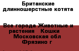 Британские длинношерстные котята - Все города Животные и растения » Кошки   . Московская обл.,Фрязино г.